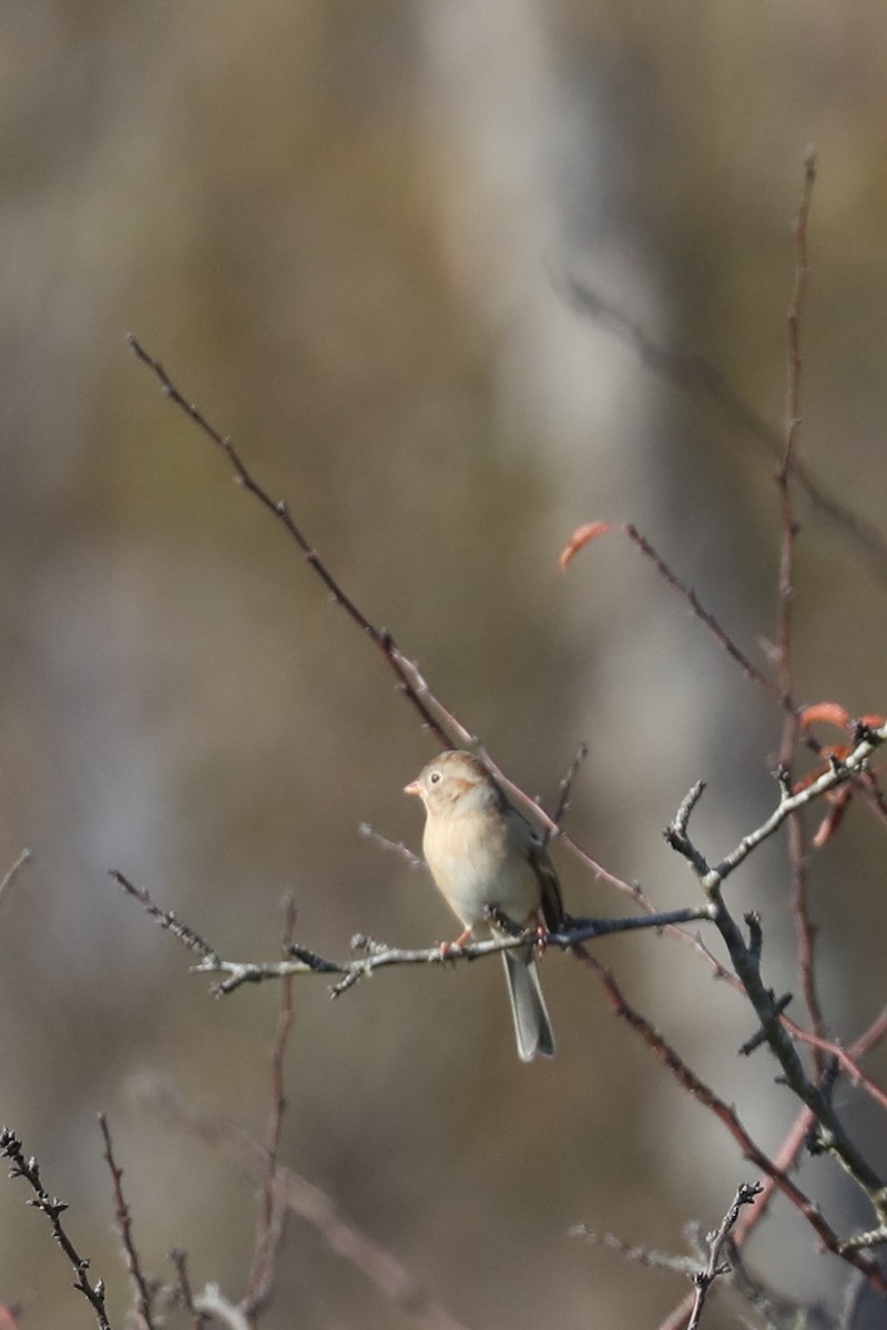 markspurv - ML646884259