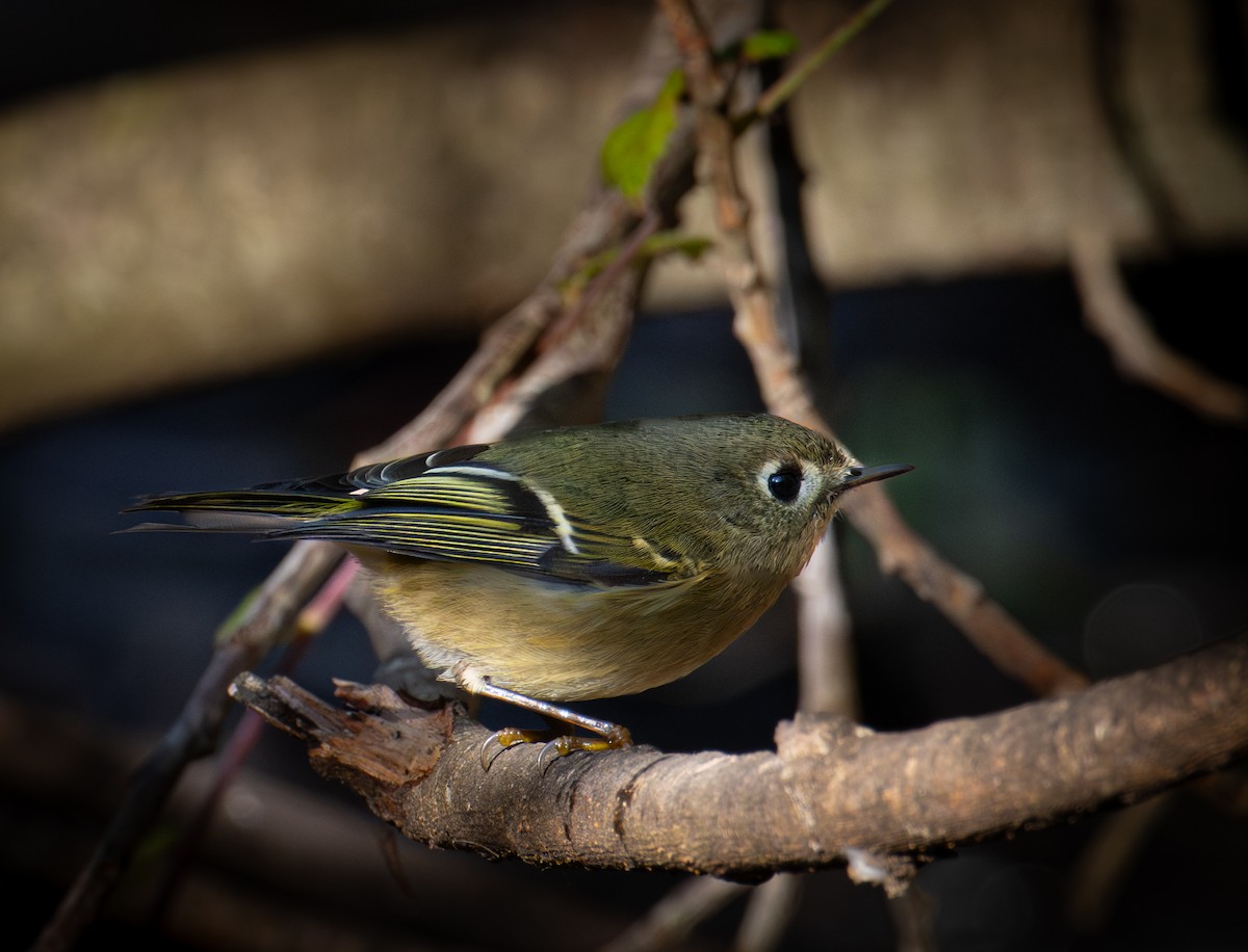 Ruby-crowned Kinglet - ML646884260