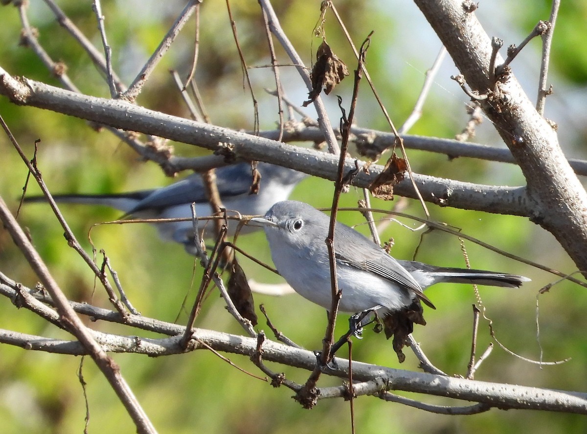 Gobemoucheron gris-bleu - ML646884261