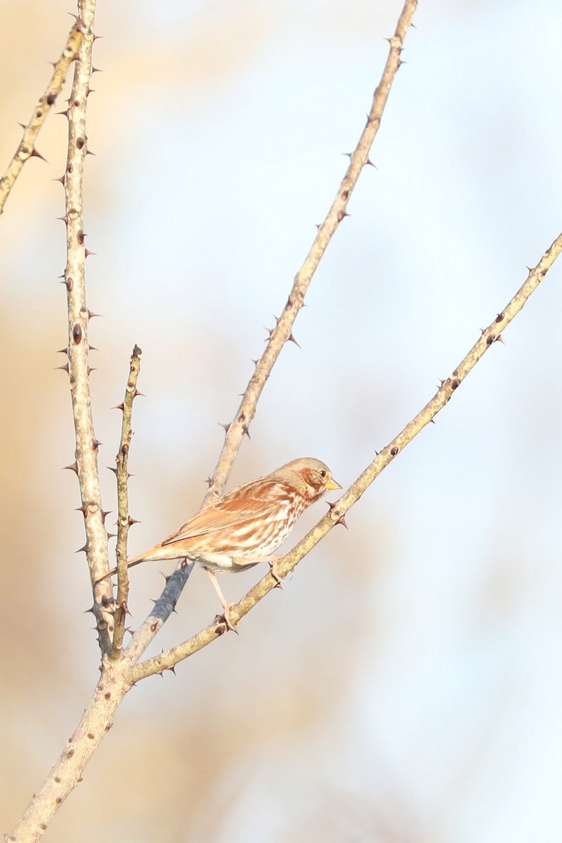 Bruant fauve - ML646884262