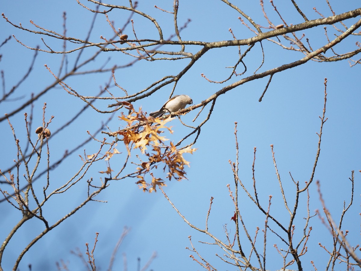 Mésange bicolore - ML646884263
