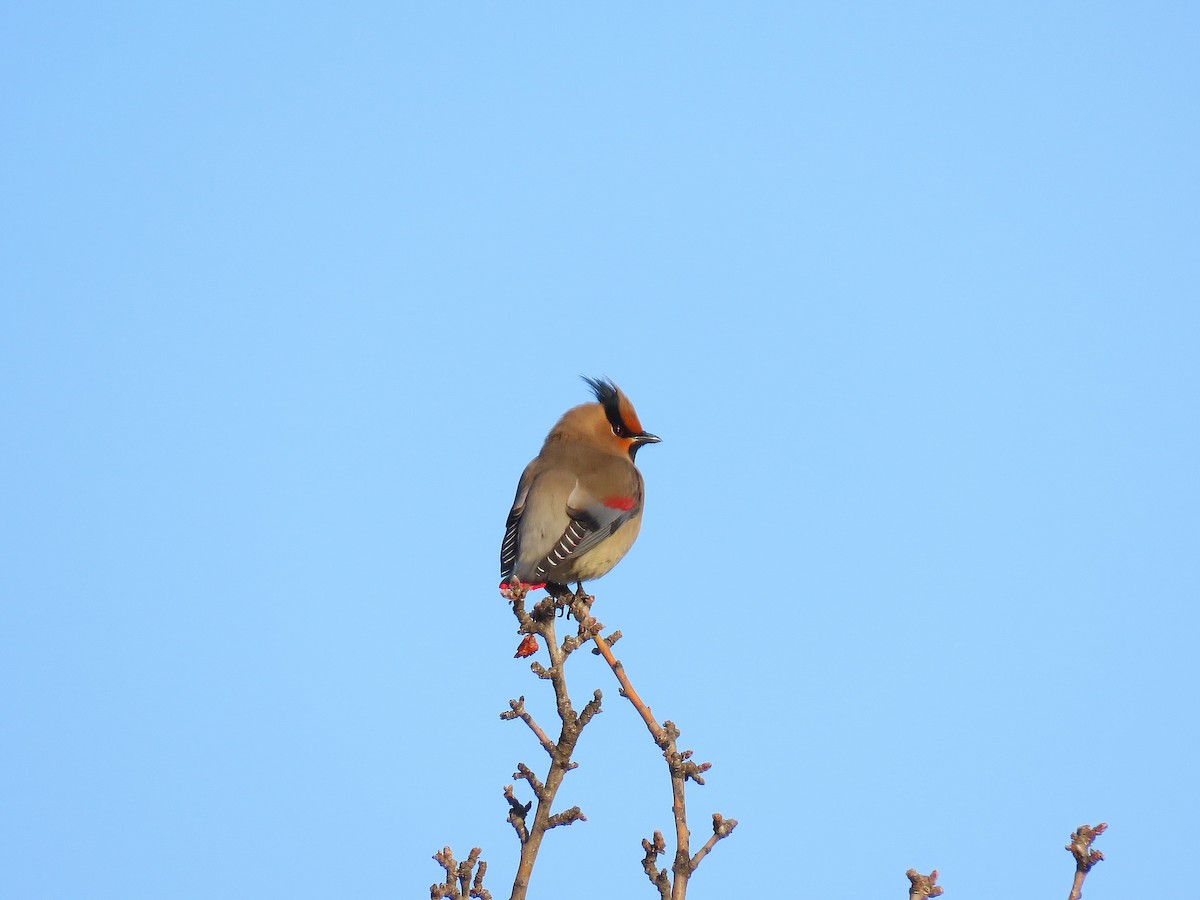 Jaseur du Japon - ML646884264