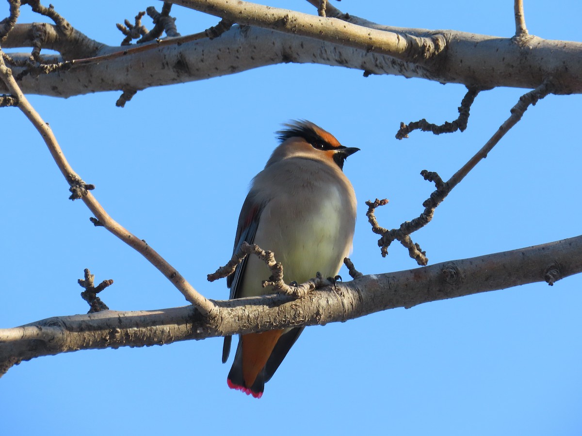 Jaseur du Japon - ML646884265