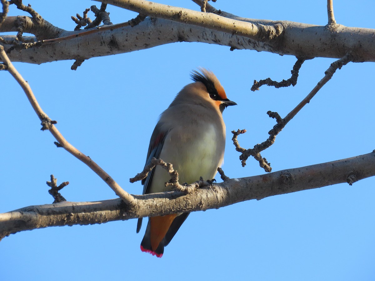 Jaseur du Japon - ML646884266