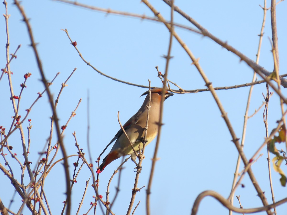 Jaseur du Japon - ML646884267