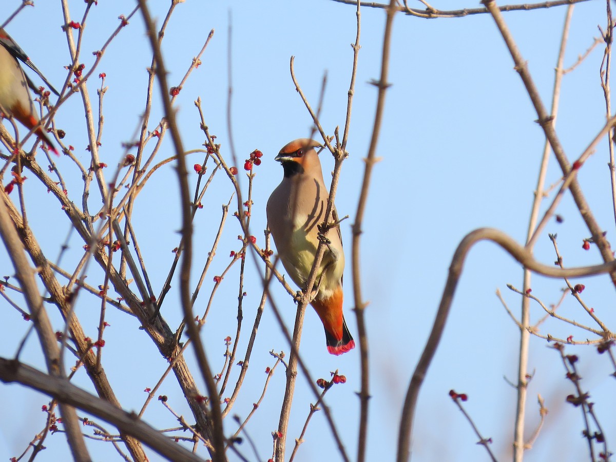 Jaseur du Japon - ML646884268