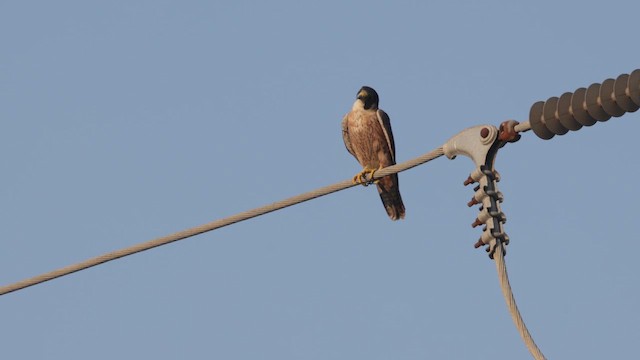 Сапсан (peregrinator) - ML646884269