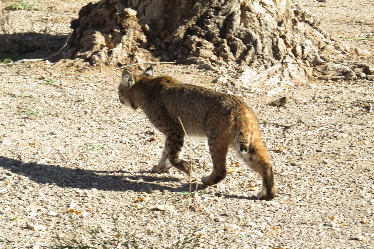 שונר מצוי - ML646884270