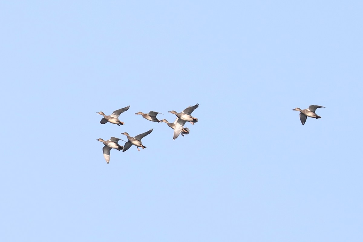 Canard chipeau - ML646884275