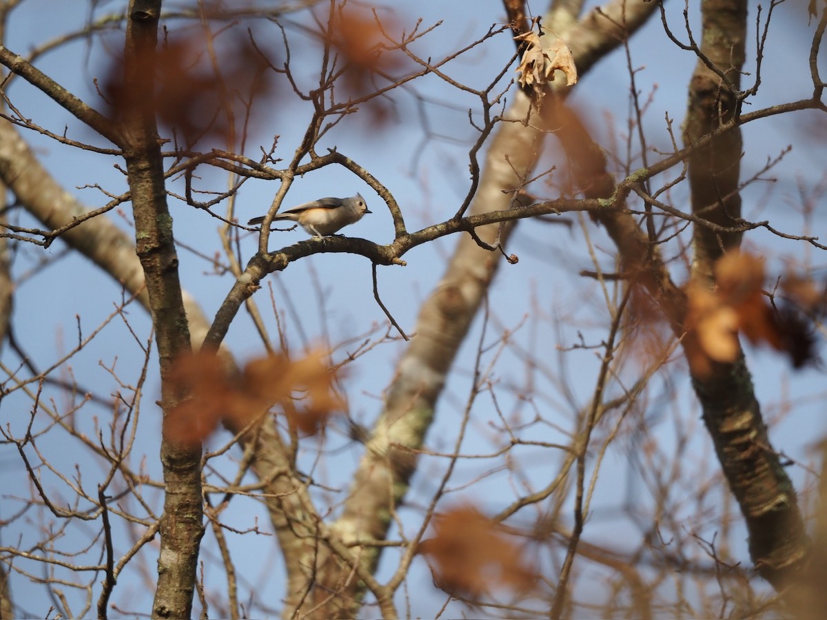 Mésange bicolore - ML646884276