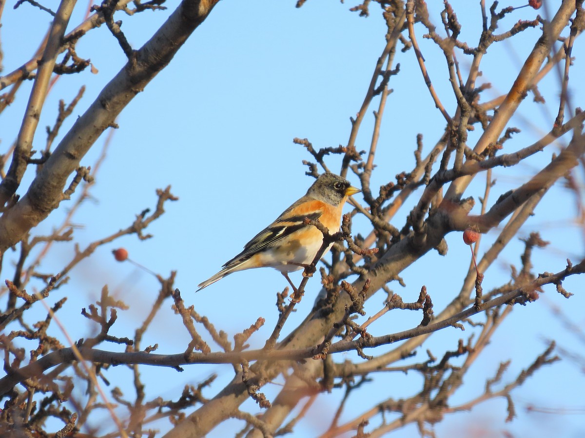 Pinson du Nord - ML646884279