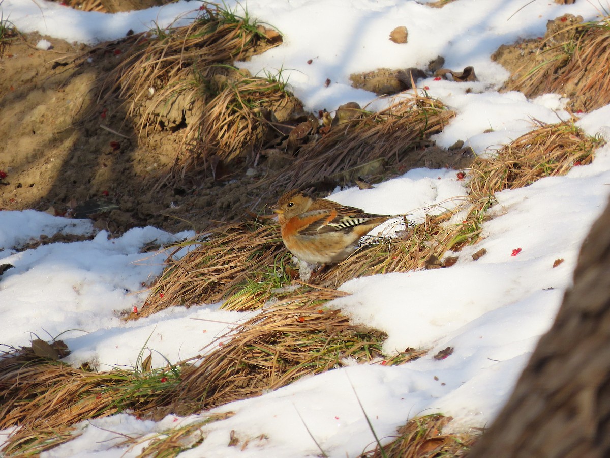 Pinson du Nord - ML646884280