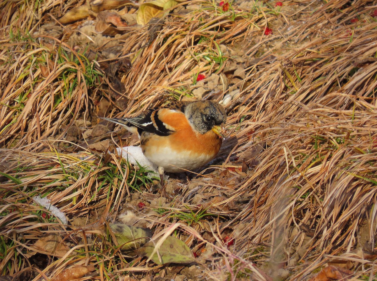 Pinson du Nord - ML646884281