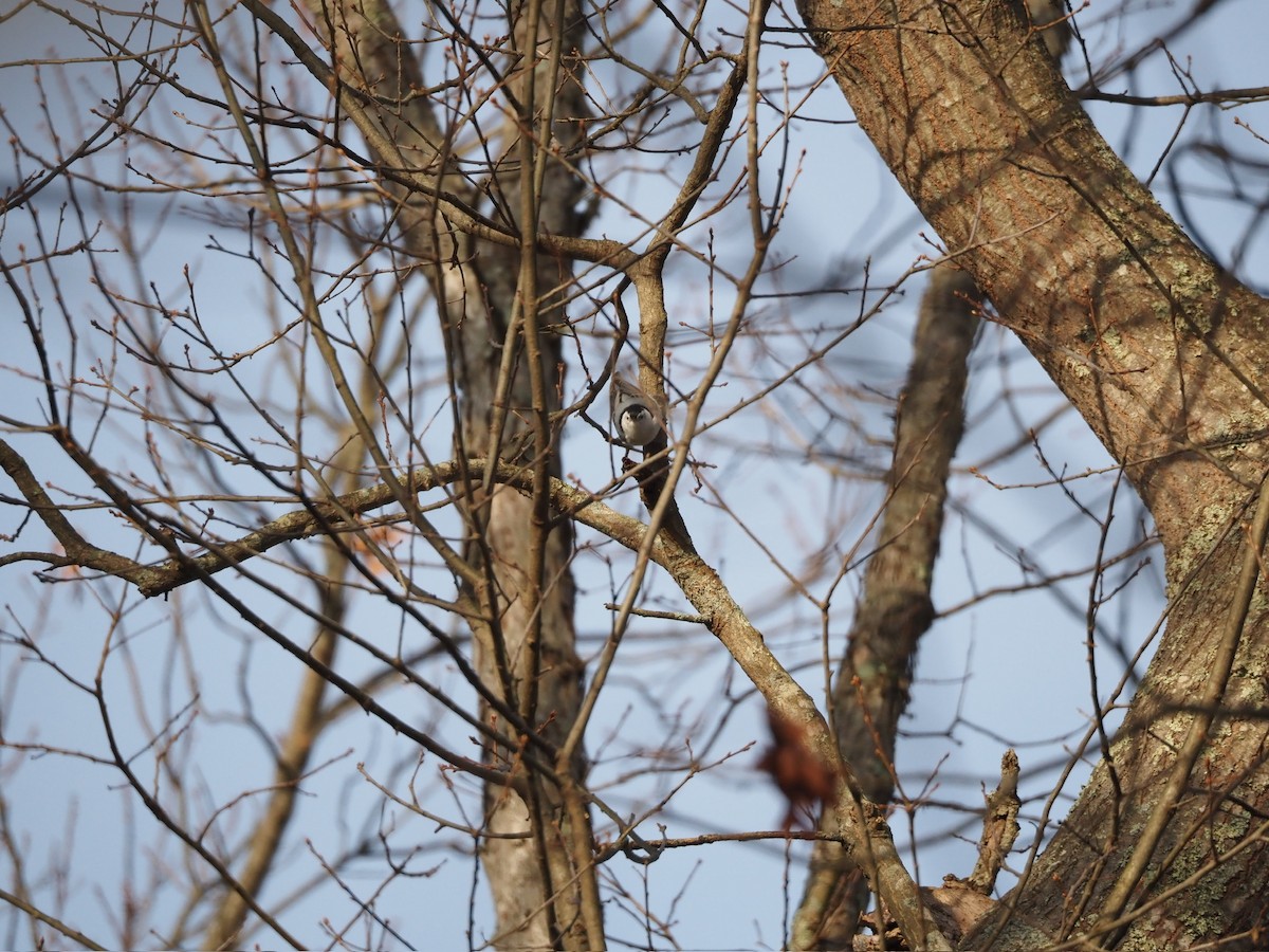 Sittelle à poitrine blanche - ML646884282