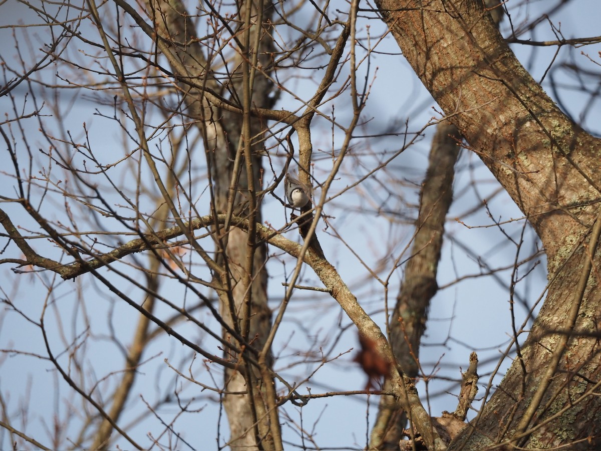 Sittelle à poitrine blanche - ML646884283