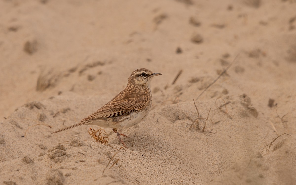 Pipit de Nouvelle-Zélande - ML646884284