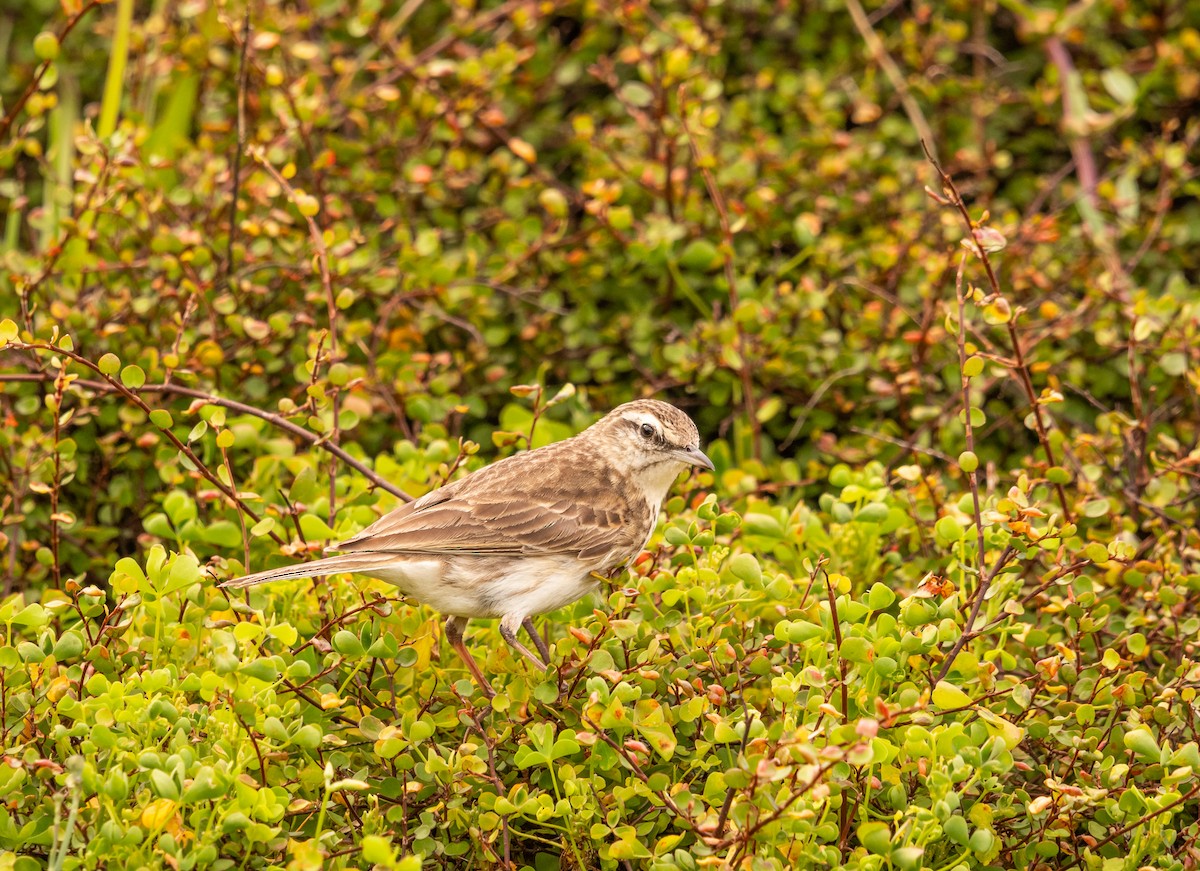 Pipit de Nouvelle-Zélande - ML646884285