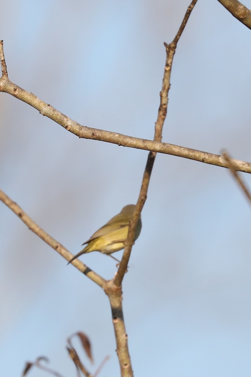 Paruline verdâtre - ML646884286