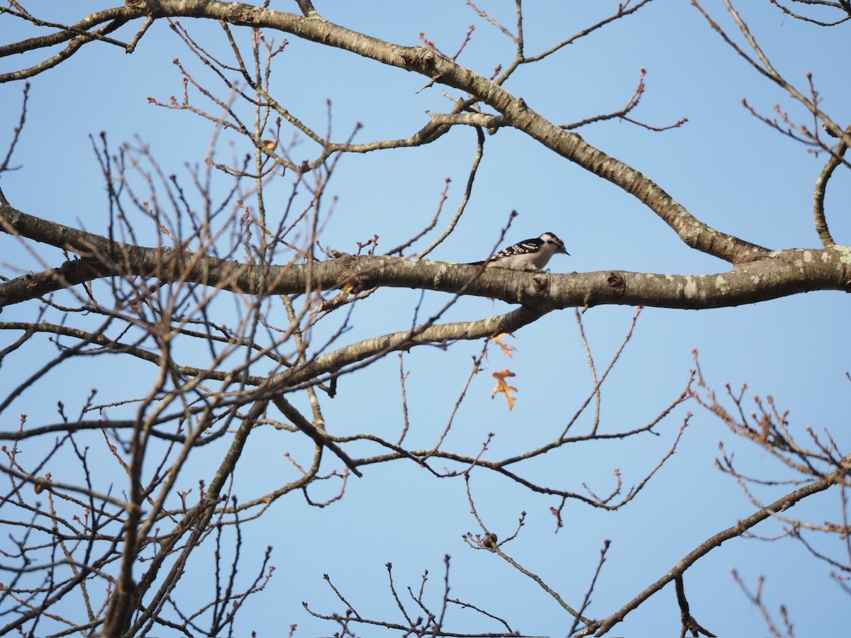 Pic mineur - ML646884287