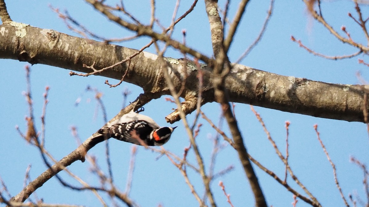 Pic mineur - ML646884288