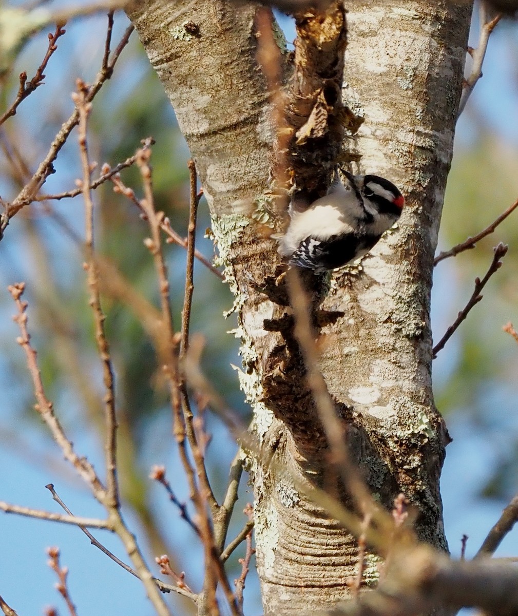 Pic mineur - ML646884289