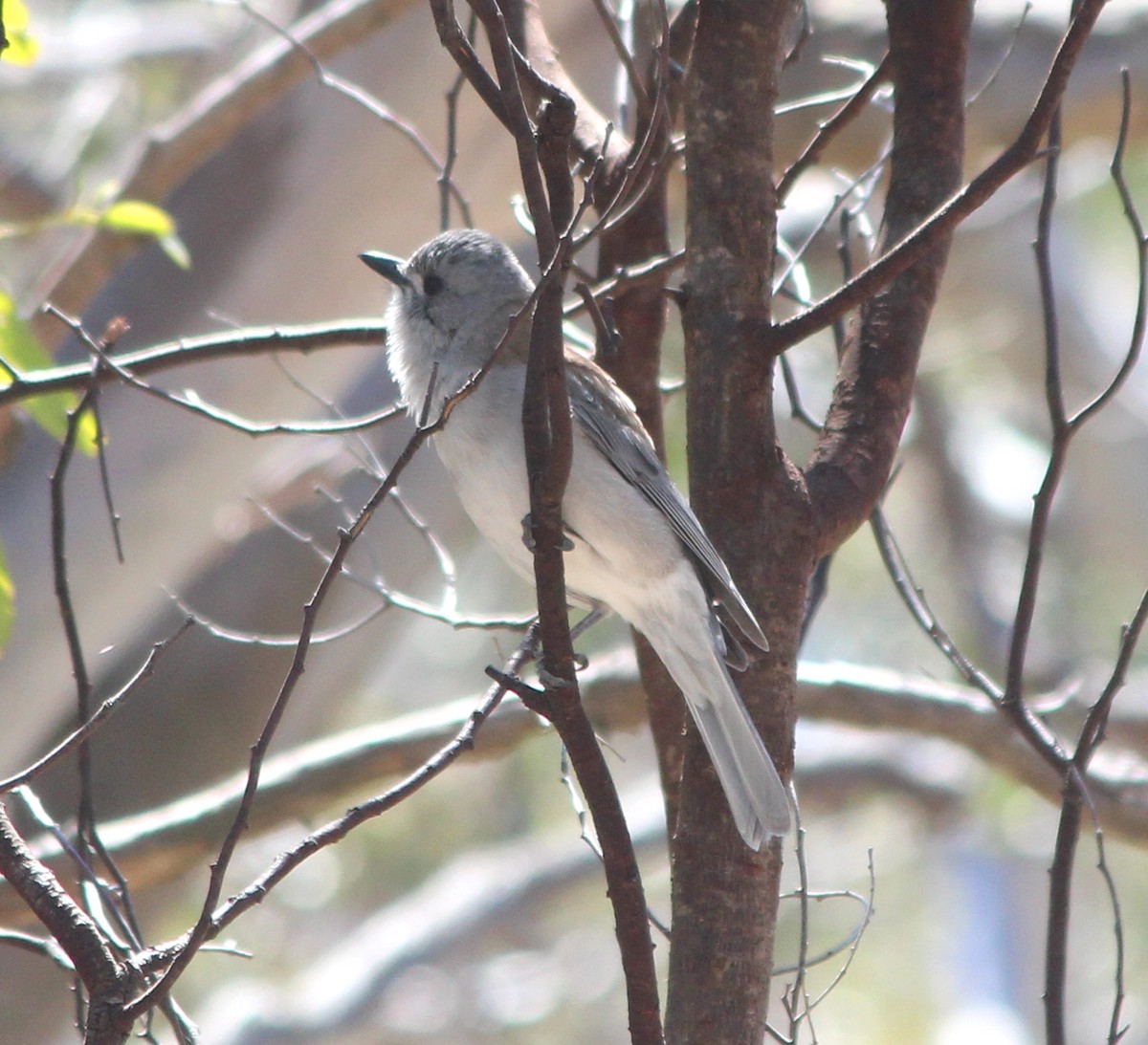 Siffleur gris - ML646884290