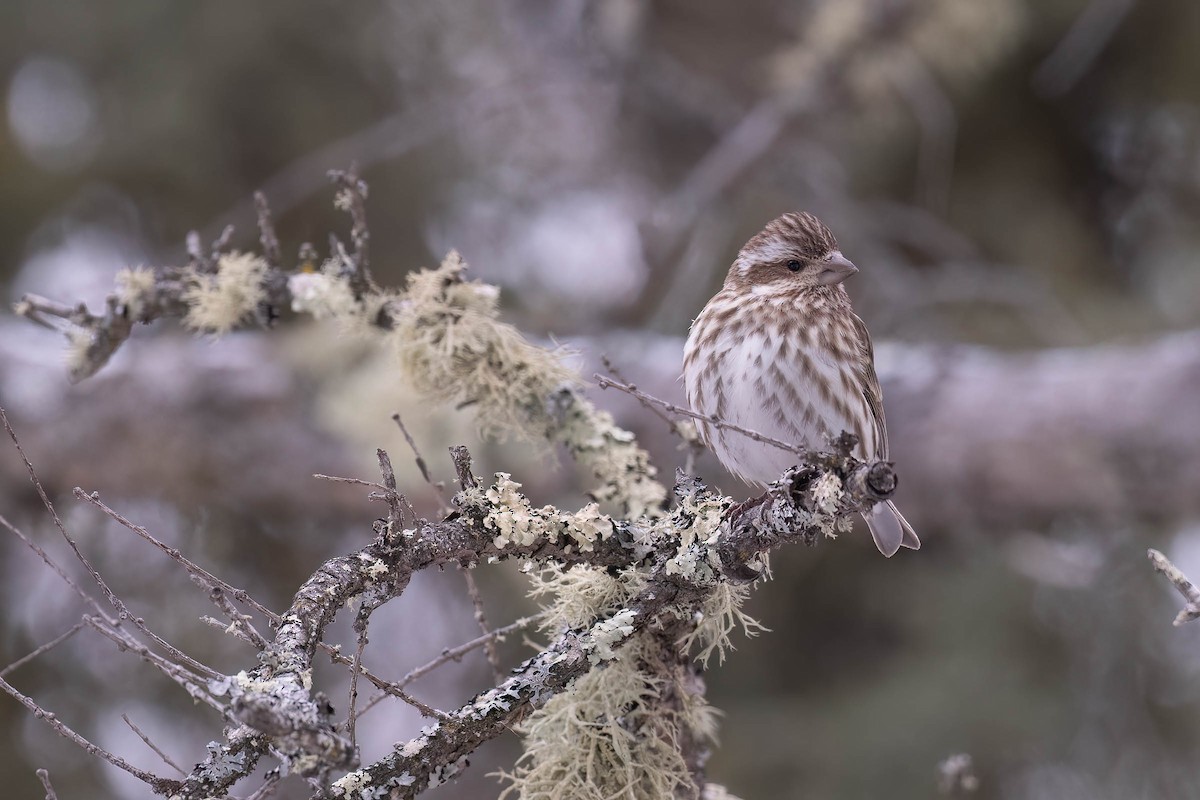 Roselin pourpré (purpureus) - ML646884292
