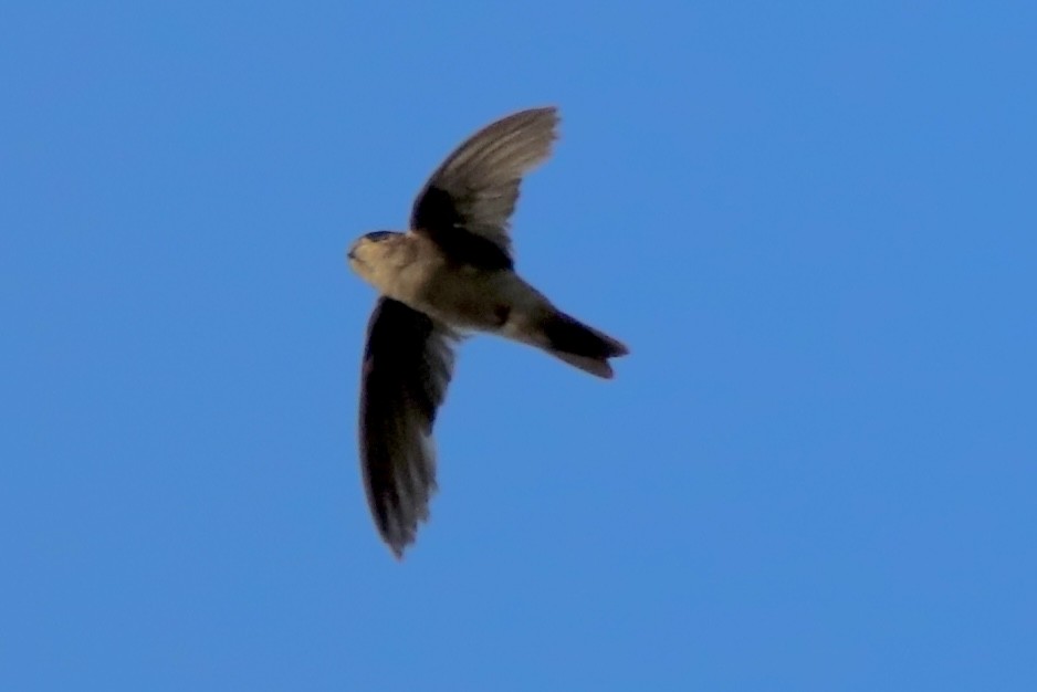 Salangane de Vanikoro - ML646884293