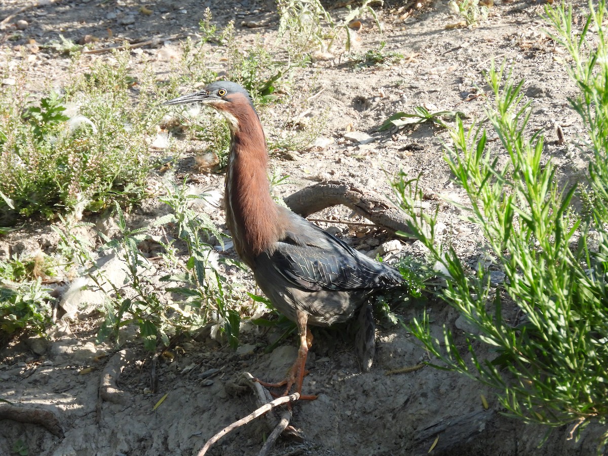 Héron vert - ML646884294