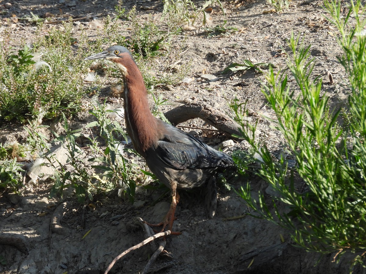 Héron vert - ML646884295