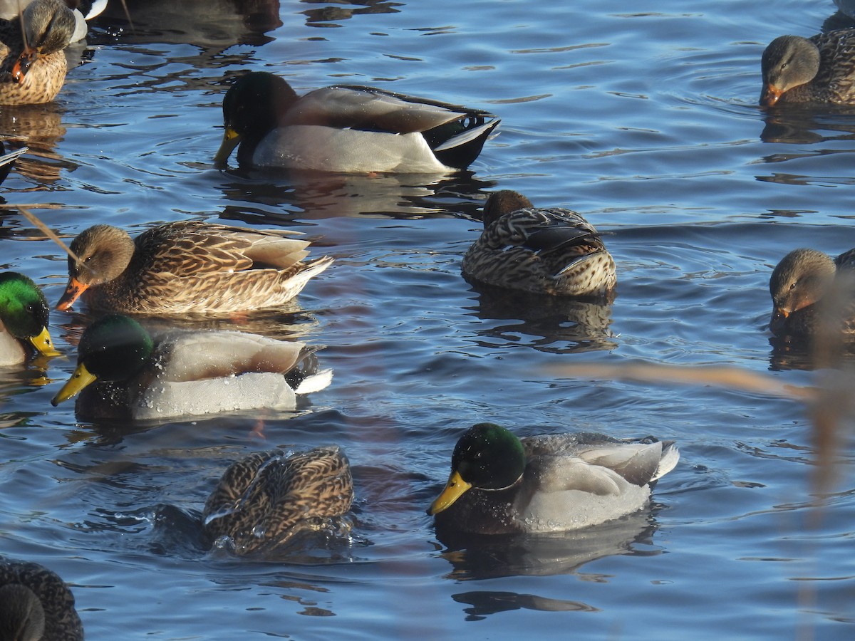 Canard colvert - ML646884296