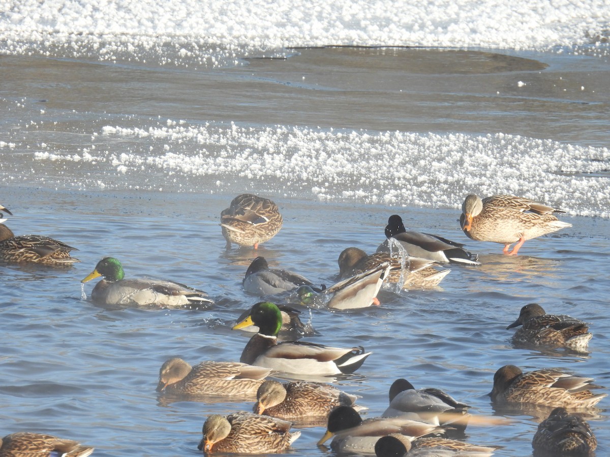 Canard colvert - ML646884297