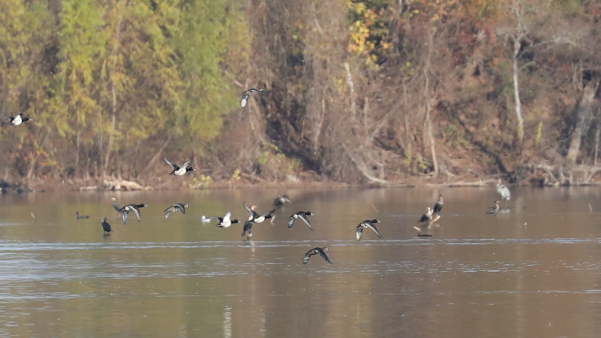 Fuligule à collier - ML646884299