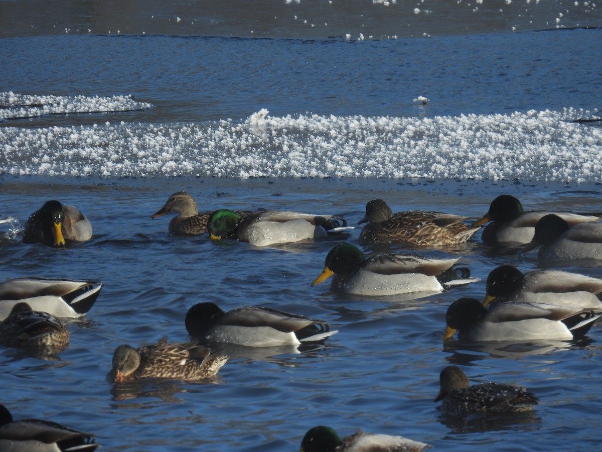 Mallard - ML646884300