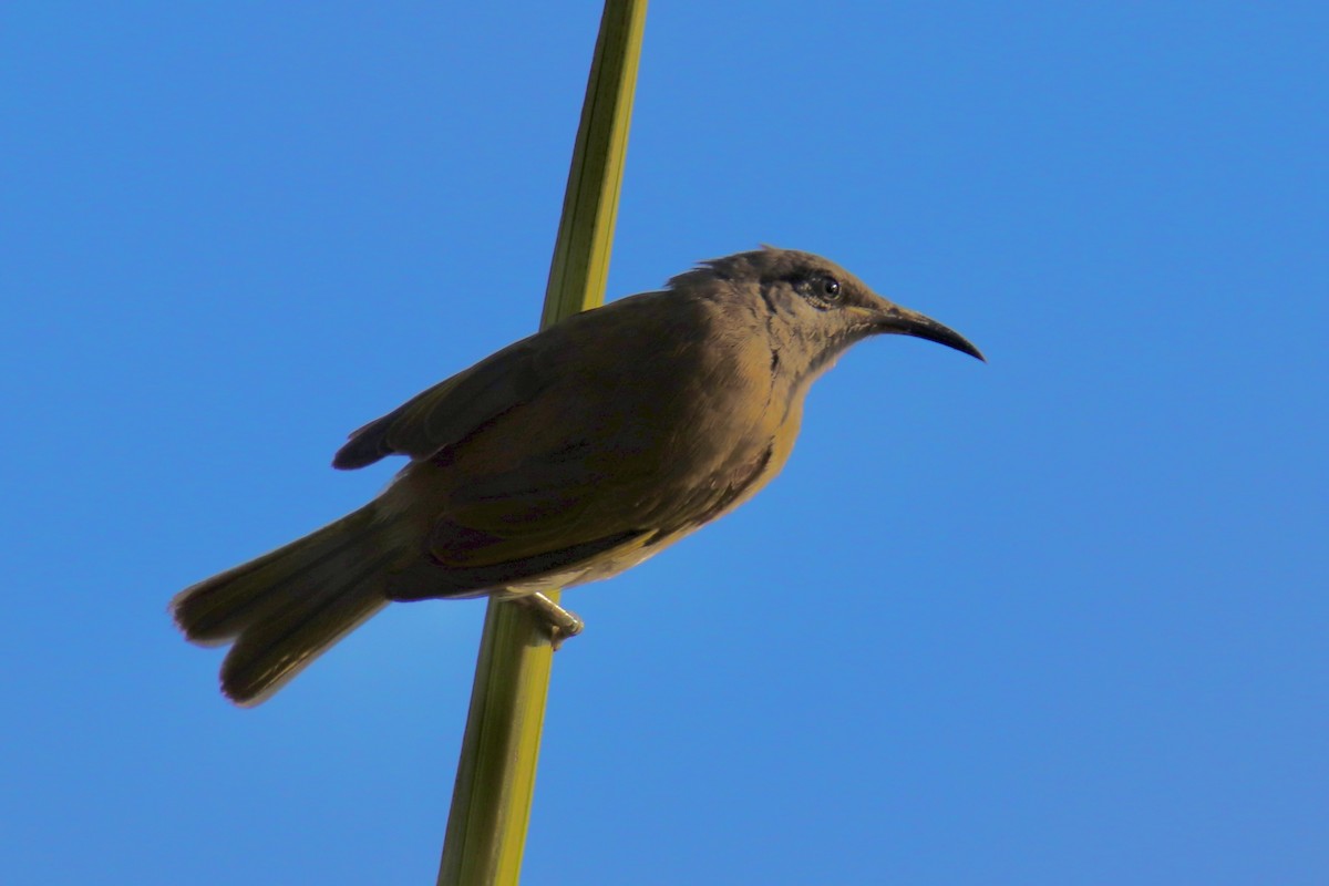 Gray-eared Honeyeater - ML646884302