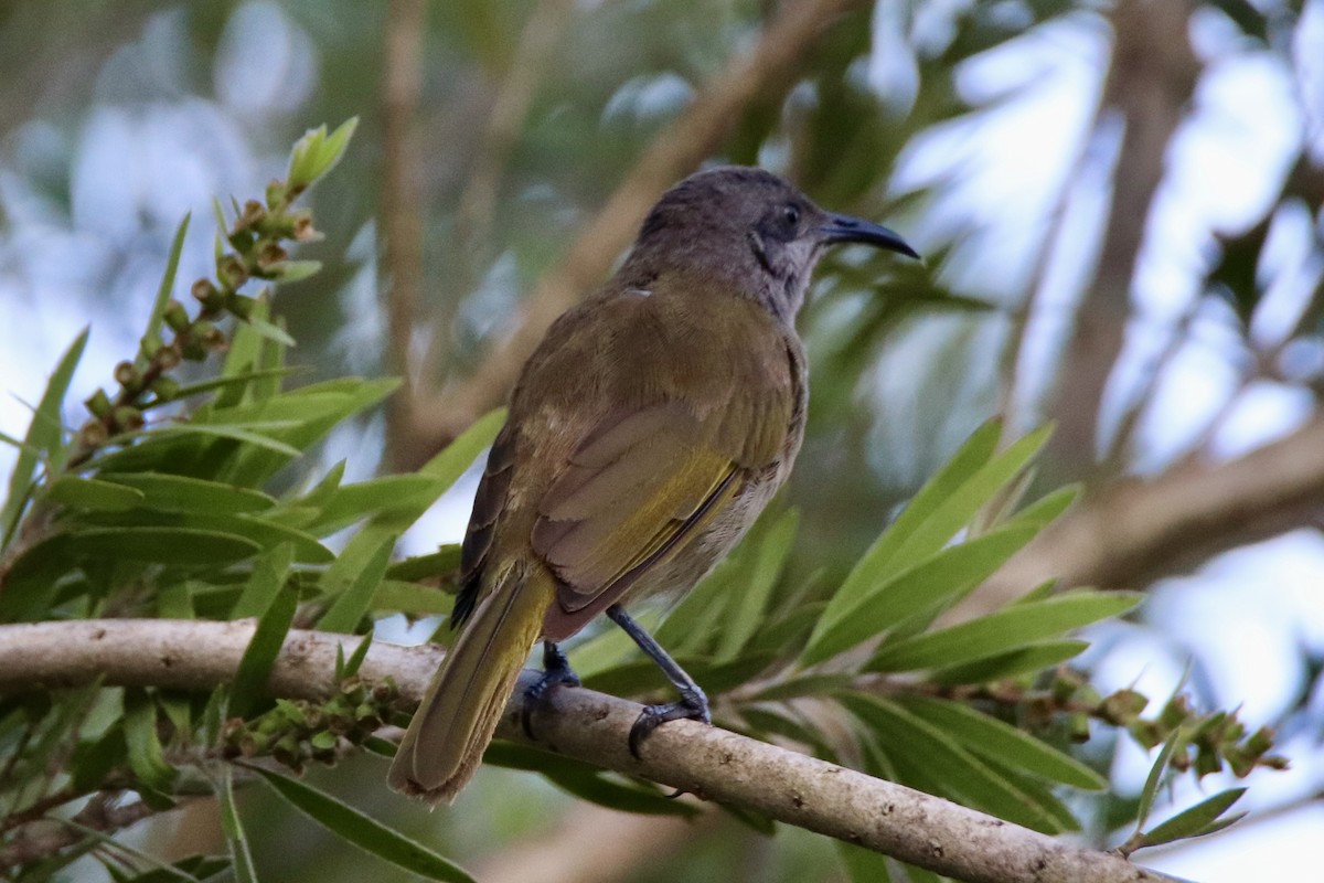 Gray-eared Honeyeater - ML646884303