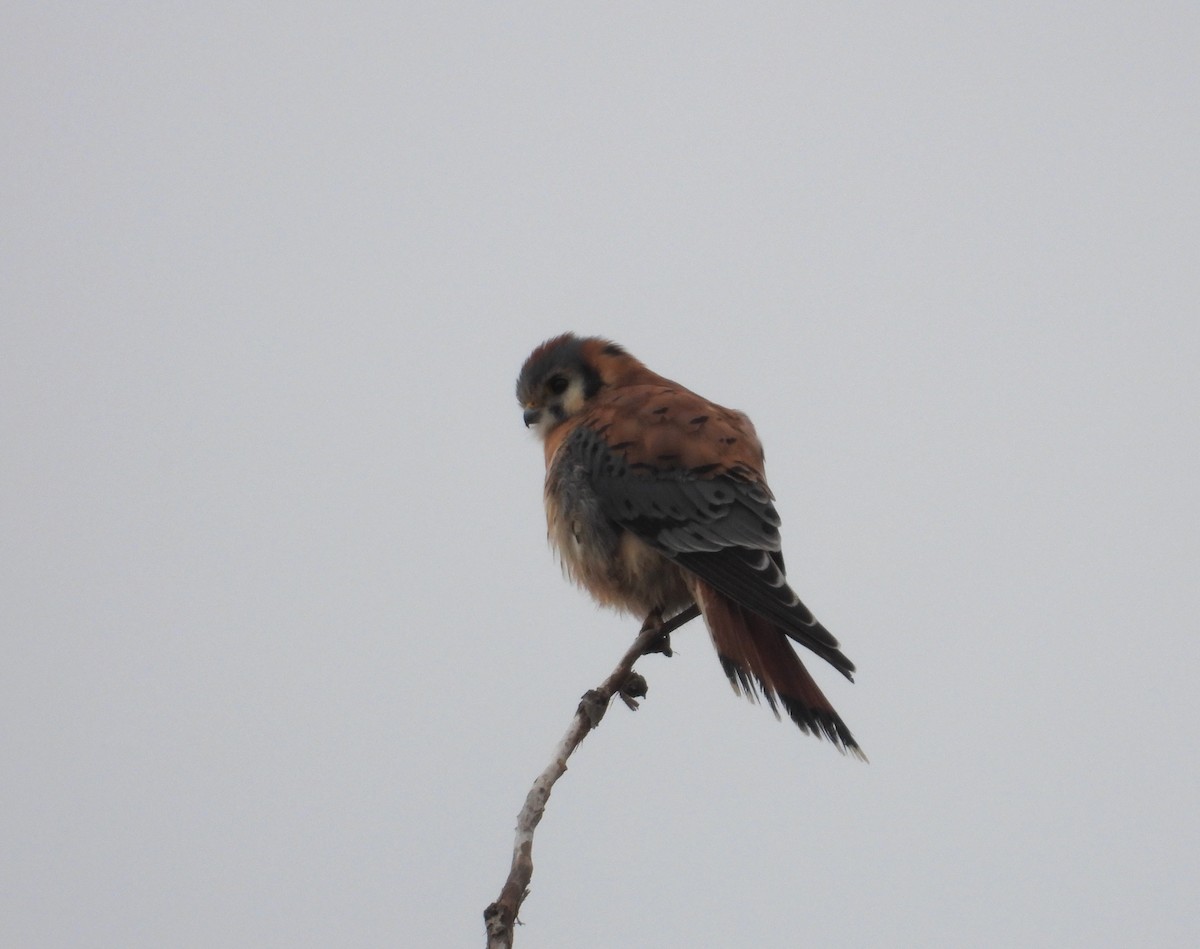 American Kestrel - ML646884304