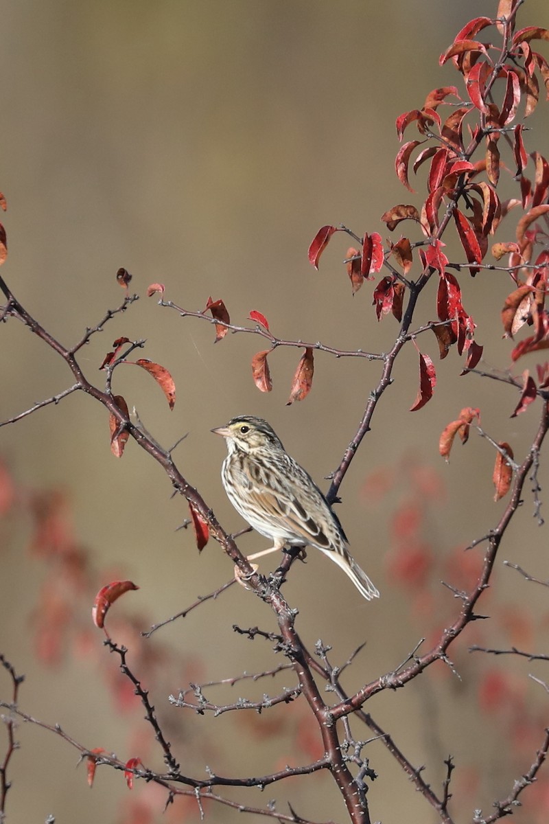 Savannah Sparrow - ML646884305