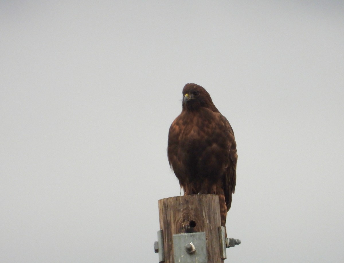 Red-tailed Hawk - ML646884308