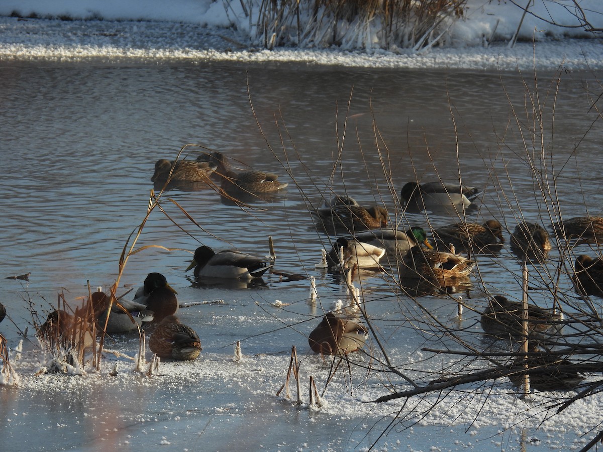 Mallard - ML646884309