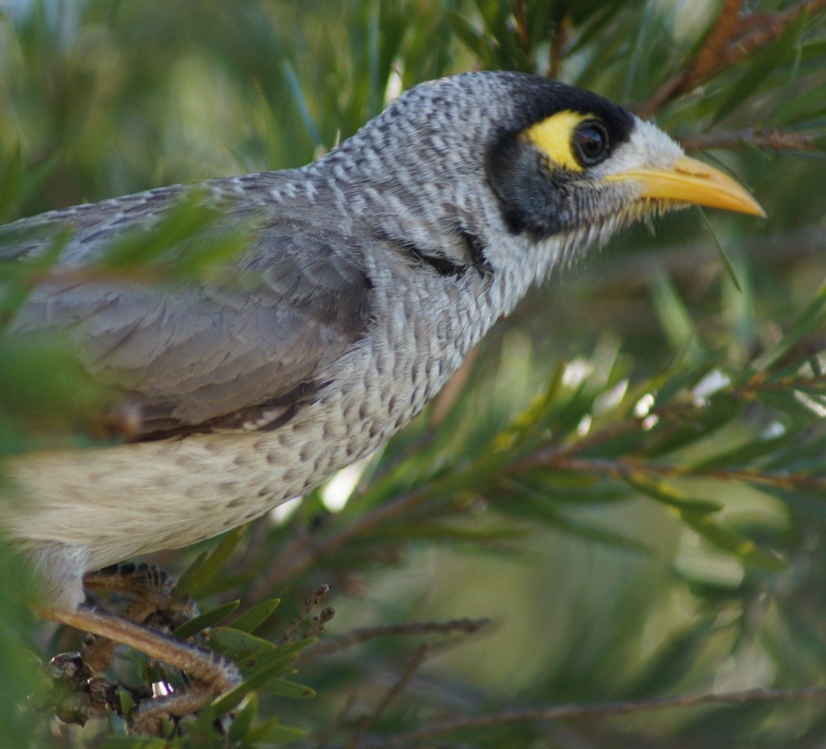 Noisy Miner - ML64688431