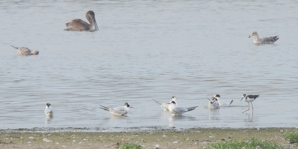 Elegant Tern - ML646884310