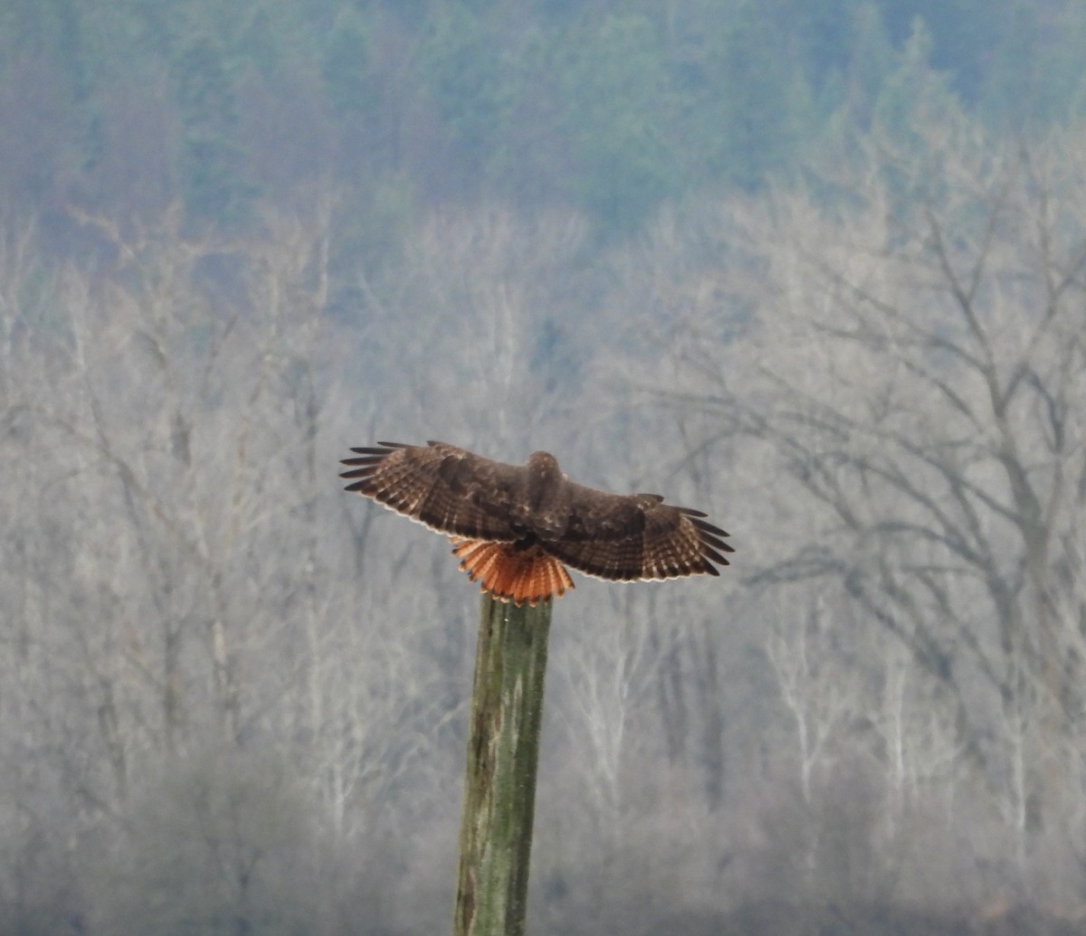 Red-tailed Hawk - ML646884311