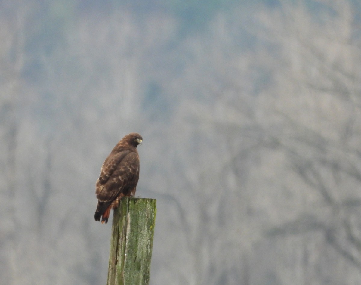 Red-tailed Hawk - ML646884312