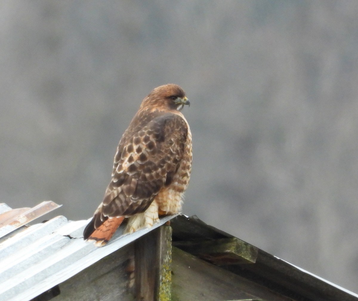 Red-tailed Hawk - ML646884316