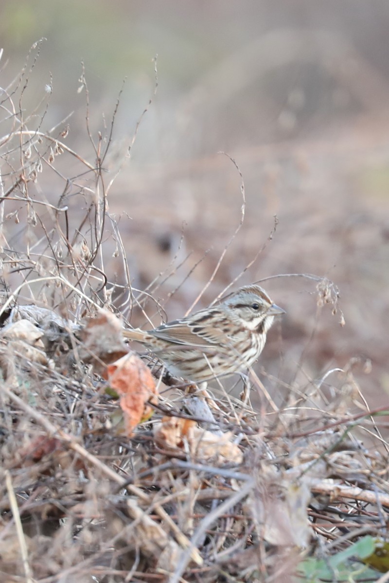 sangspurv - ML646884320