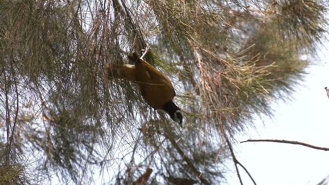 Синелицая медвянка - ML646884323