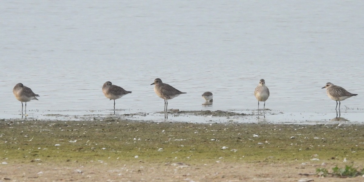 Txirri grisa - ML646884325