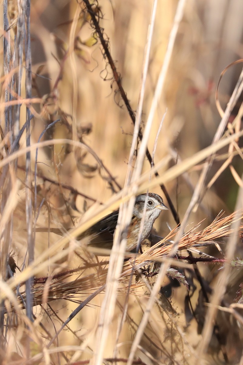 sumpspurv - ML646884326