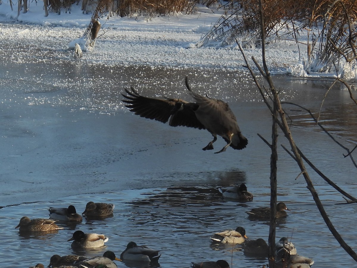 Canada Goose - ML646884327